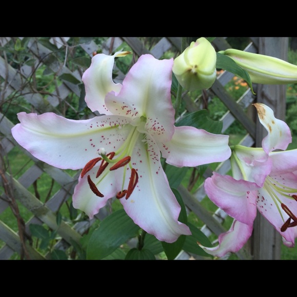 Meet your Posher, Margit - Picture 6 of 8